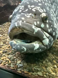 串本海中公園水族館に投稿された画像(2026/5/9)