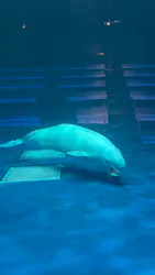 島根県立 しまね海洋館に投稿された画像(2026/5/9)