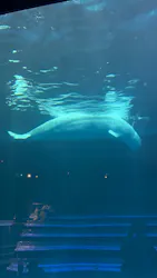 島根県立 しまね海洋館に投稿された画像(2026/5/9)