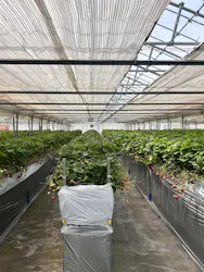 strawberry farm ふじもとに投稿された画像(2026/5/9)