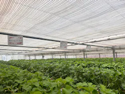 strawberry farm ふじもとに投稿された画像(2026/5/9)