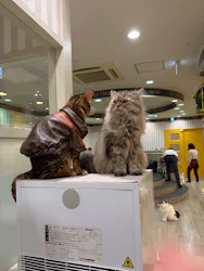 猫カフェモカ 京都河原町店に投稿された画像(2026/5/9)