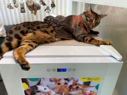 猫カフェモカ 京都河原町店に投稿された画像(2026/5/9)