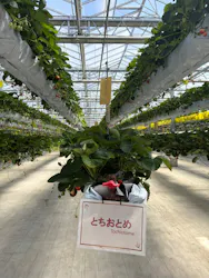 the BERRY YOKOHAMAに投稿された画像(2026/5/10)