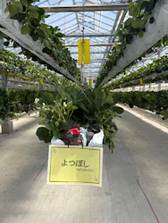 the BERRY YOKOHAMAに投稿された画像(2026/5/10)