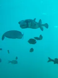 串本海中公園水族館に投稿された画像(2026/5/10)