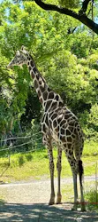 天王寺動物園に投稿された画像(2026/5/10)