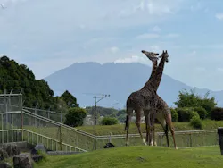 鹿児島市平川動物公園に投稿された画像(2026/5/10)