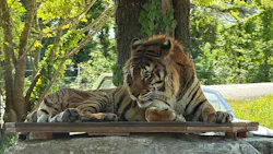 秋吉台自然動物公園 サファリランドに投稿された画像(2026/5/10)