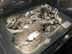 福井県立恐竜博物館に投稿された画像(2026/5/11)