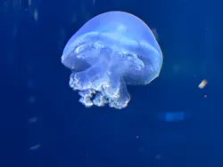 新江ノ島水族館に投稿された画像(2026/5/11)