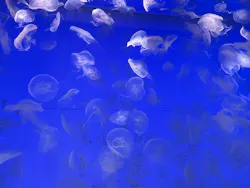 アクアワールド茨城県大洗水族館に投稿された画像(2026/5/11)