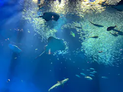 アクアワールド茨城県大洗水族館に投稿された画像(2026/5/11)