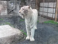 東武動物公園に投稿された画像(2026/5/11)