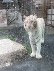 東武動物公園に投稿された画像(2026/5/11)
