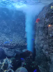 串本海中公園水族館に投稿された画像(2026/5/12)