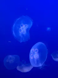新江ノ島水族館に投稿された画像(2026/5/13)