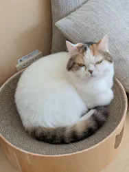Cat Café MOFF 名古屋PARCO店に投稿された画像(2026/5/14)