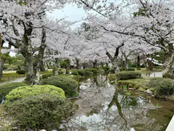 兼六園に投稿された画像(2026/5/15)