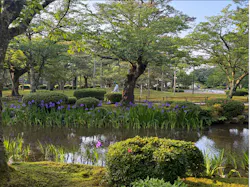 兼六園に投稿された画像(2026/5/15)