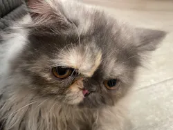 猫カフェモカ アルシェ大宮店に投稿された画像(2026/5/15)