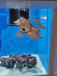 アクアワールド茨城県大洗水族館に投稿された画像(2026/5/15)