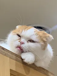 Cat Café MOFF イオンモール広島府中店に投稿された画像(2026/5/15)