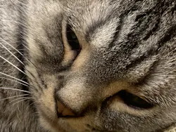 Cat Café MOFF イオンモール広島府中店に投稿された画像(2026/5/15)