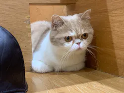Cat Café MOFF イオンモール広島府中店に投稿された画像(2026/5/15)