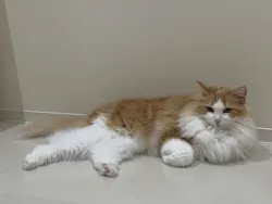 Cat Café MOFF イオンモール広島府中店に投稿された画像(2026/5/15)