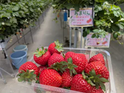 東松山市農林公園に投稿された画像(2026/5/16)