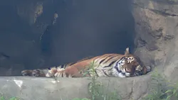 日立市かみね動物園に投稿された画像(2026/5/16)