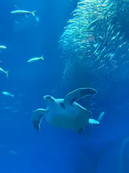 アクアワールド茨城県大洗水族館に投稿された画像(2026/5/17)