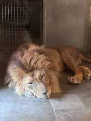 天王寺動物園に投稿された画像(2026/5/17)