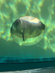 しながわ水族館に投稿された画像(2026/5/17)