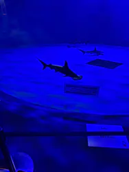 仙台うみの杜水族館に投稿された画像(2026/5/17)
