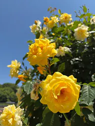 ぎふワールド・ローズガーデンに投稿された画像(2026/5/18)