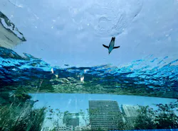 サンシャイン水族館に投稿された画像(2026/5/18)