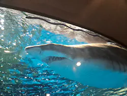 しながわ水族館に投稿された画像(2026/5/18)