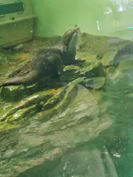 しながわ水族館に投稿された画像(2026/5/18)