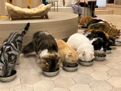 猫カフェモカ イオンモール幕張新都心店に投稿された画像(2026/5/18)
