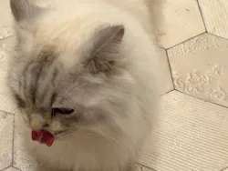 猫カフェモカ イオンモール幕張新都心店に投稿された画像(2026/5/18)