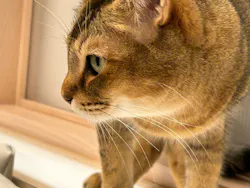 猫カフェモカ イオンモール幕張新都心店に投稿された画像(2026/5/18)