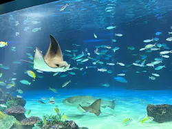 サンシャイン水族館に投稿された画像(2026/5/19)