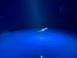 サンシャイン水族館に投稿された画像(2026/5/19)