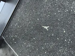 東京タワーに投稿された画像(2026/5/20)