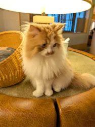 猫カフェモカ 新宿店に投稿された画像(2026/5/21)