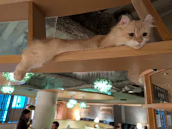 猫カフェモカ 新宿店に投稿された画像(2026/5/21)