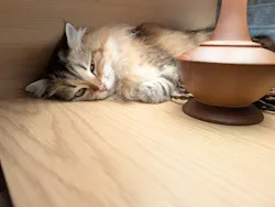 猫カフェモカ 新宿店に投稿された画像(2026/5/21)