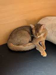 猫カフェモカ 新宿店に投稿された画像(2026/5/21)